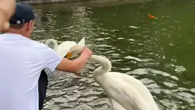 Алматыда аққуды мойнынан ұстап қылқындырған ер адам қамауға алынды