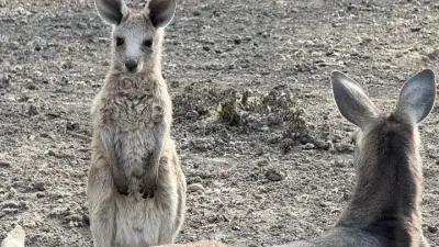 Алматы зообағында үш бірдей кенгуру төлі дүниеге келді