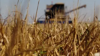 Тараздық диқандар қант зауытының іске қосылуын талап етіп, шу көтерді