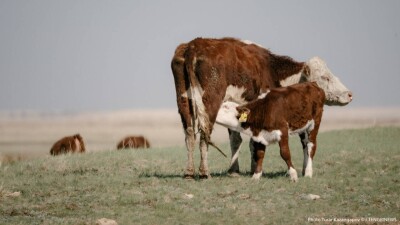 Ақтөбе облысында мал қырылып жатыр: мамандар себебін анықтады