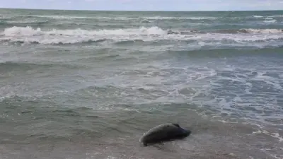 Каспийде 100-ден астам өлі итбалық табылды. Министрлік түсініктеме берді