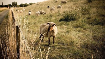 Абай облысында екі бірдей ауылдың тұрғындары мал жаятын жер таппай отыр