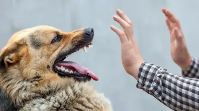 Қазақстанда құтырудан 3 адам қайтыс болды: алдын алу жолдары қандай?