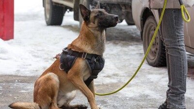 Итті бірнеше рет пышақтап, аяусыз тепкілеген жасөспірім қылмыстық жауапкершілікке тартылмайтын болды