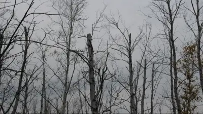 Шымкентте былтыр ғана қыруар қаражатқа егілген ағаштар жаппай қурап жатыр