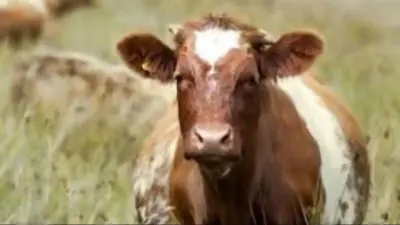 Алтын өндіретін зауыт кінәлі ме? Шығыс Қазақстандағы Маралды ауылында мал қырылып жатыр