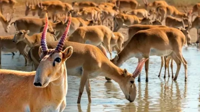 Елімізде киікті атпаған, бірақ мүйізін саудалаған ауыл тұрғындары заңсыз сотталып жатыр