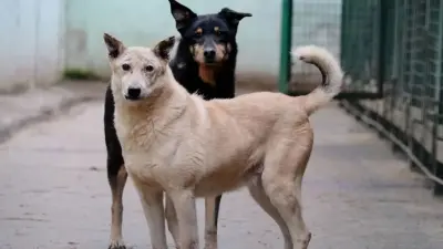 Алматы облысында 10 жасар баланы үш ит талап тастады: бала ауыр халде 