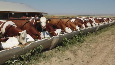 Ақтөбе облысында ірі қара жаппай қырылып жатыр