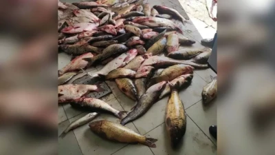 Алматы облысында браконьерден 50 келіден астам заңсыз ауланған балық тәркіленді