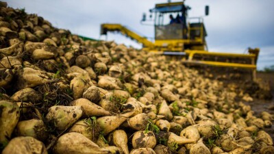 Жетісу облысында қант қызылшасы алқабы үш есе ұлғайтылады