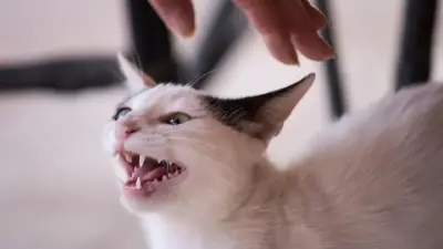 Маңғыстау облысында мысық тістеген әйел құтырма ауруынан көз жұмды