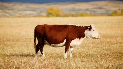 Енді Қазақстанда адам түгілі төрт түліктің түр-әлпеті арнайы базада тіркелетін болады