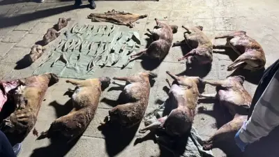 Маңғыстау облысында киік мүйіздерін заңсыз сақтаған тұрғын ұсталды