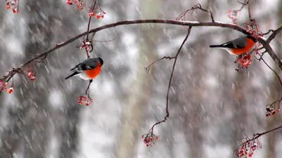 Тұман, жел, көшпелі бұлт: Қазақстанда 20 наурызда ауа райы құбылмалы болады