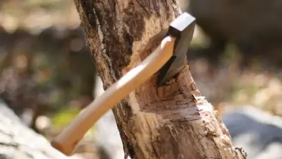 760 мың теңге шығын: Абай облысында 92 қарағай заңсыз кесілген