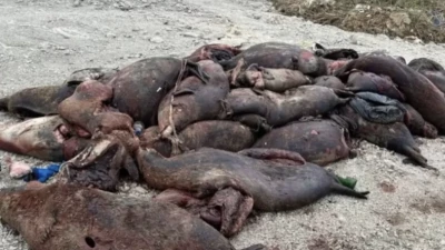 Каспий жағалауында 150-ден астам итбалықтың өлексесі табылды