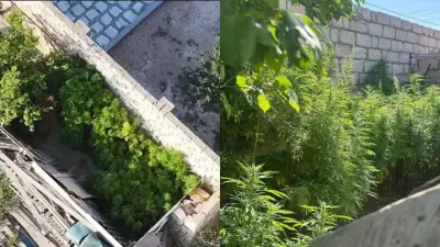 Маңғыстау облысында 749 түп қарасора заңсыз өсірілген