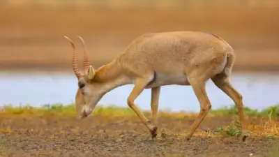 Бір келісі 1 800 теңге: Ақтөбеде тұрғындар ақбөкеннің етін жеуге көшті