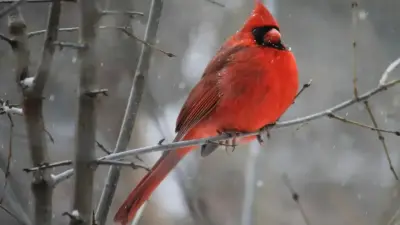 Тұман түсіп, көктайғақ болады: 21 қаңтарға арналған ауа райы болжамы жарияанды