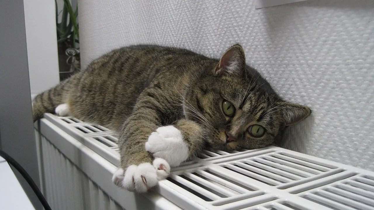 Фото: pixabay.com