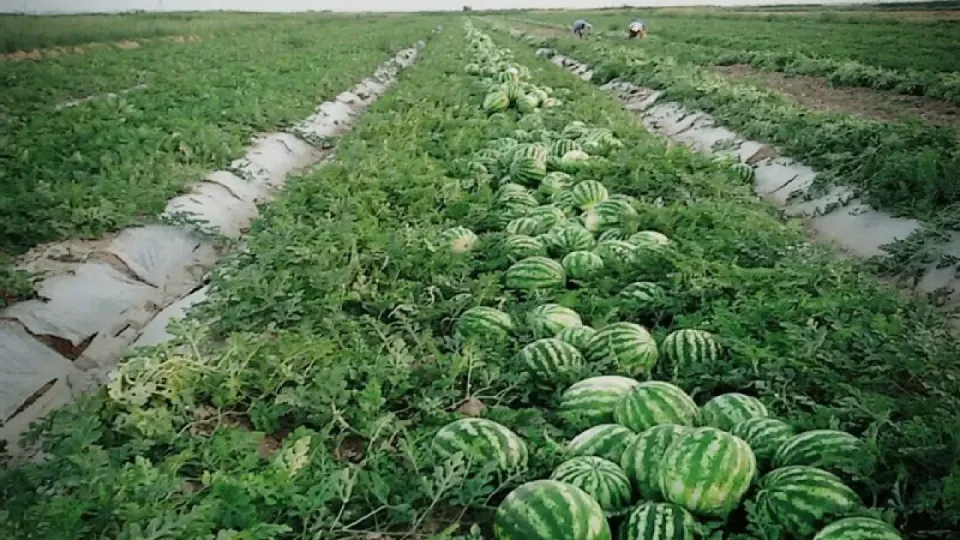 Фото: Жетісай ауданы әкімінің баспасөз қызметі