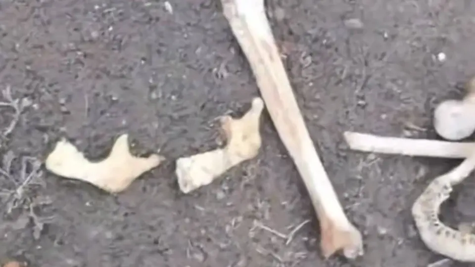 Видео скрині