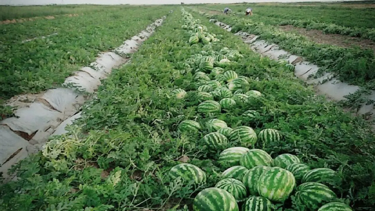 Фото: Жетісай ауданы әкімінің баспасөз қызметі