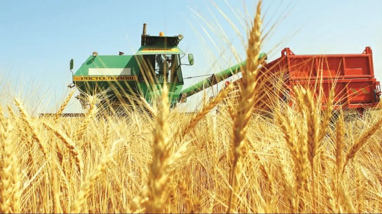 Үкімет: Қыркүйек соңында ауа райы астық оруға қолайсыз болады