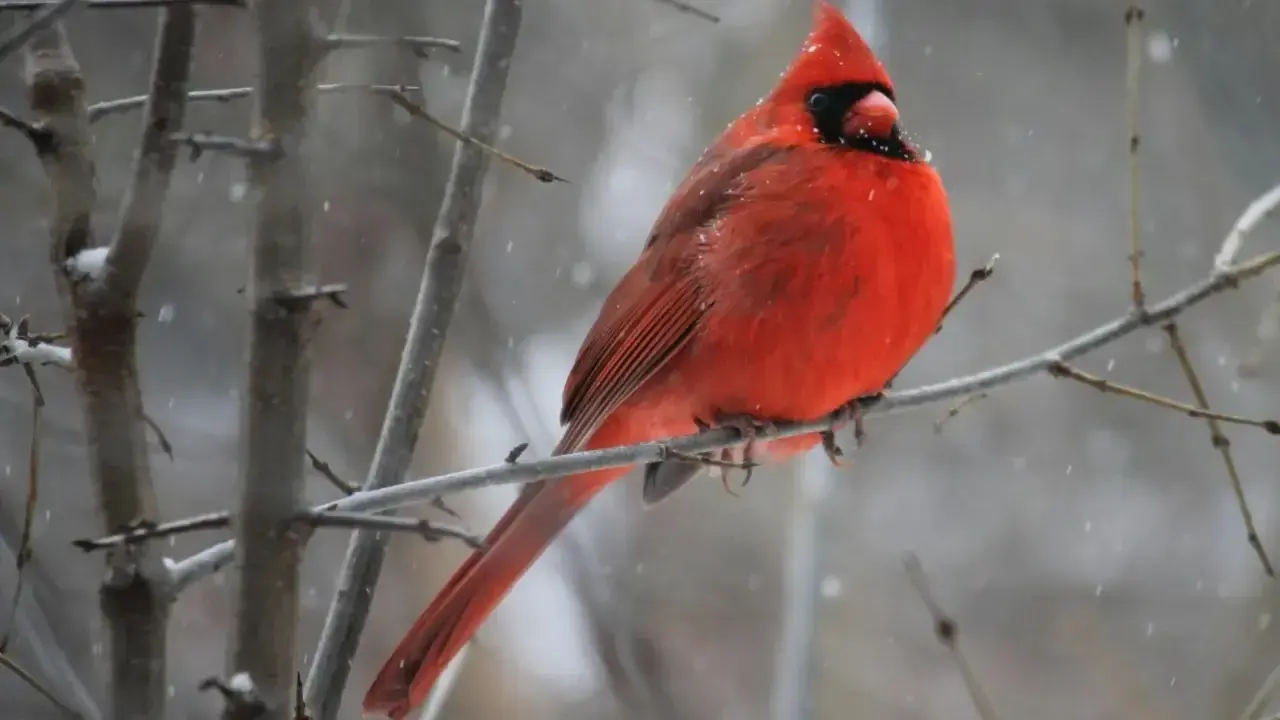 Фото: Pexels.com