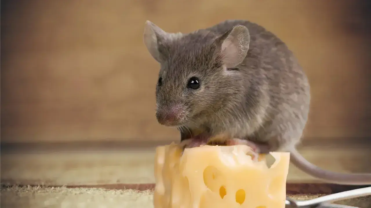 Атырау облысының ауылында тышқандар көбейіп, мектептер мен балабақшалар жабылды