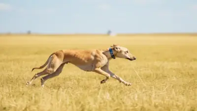 Сможет ли тазы доказать свою уникальность в споре с "двойником" из Персии