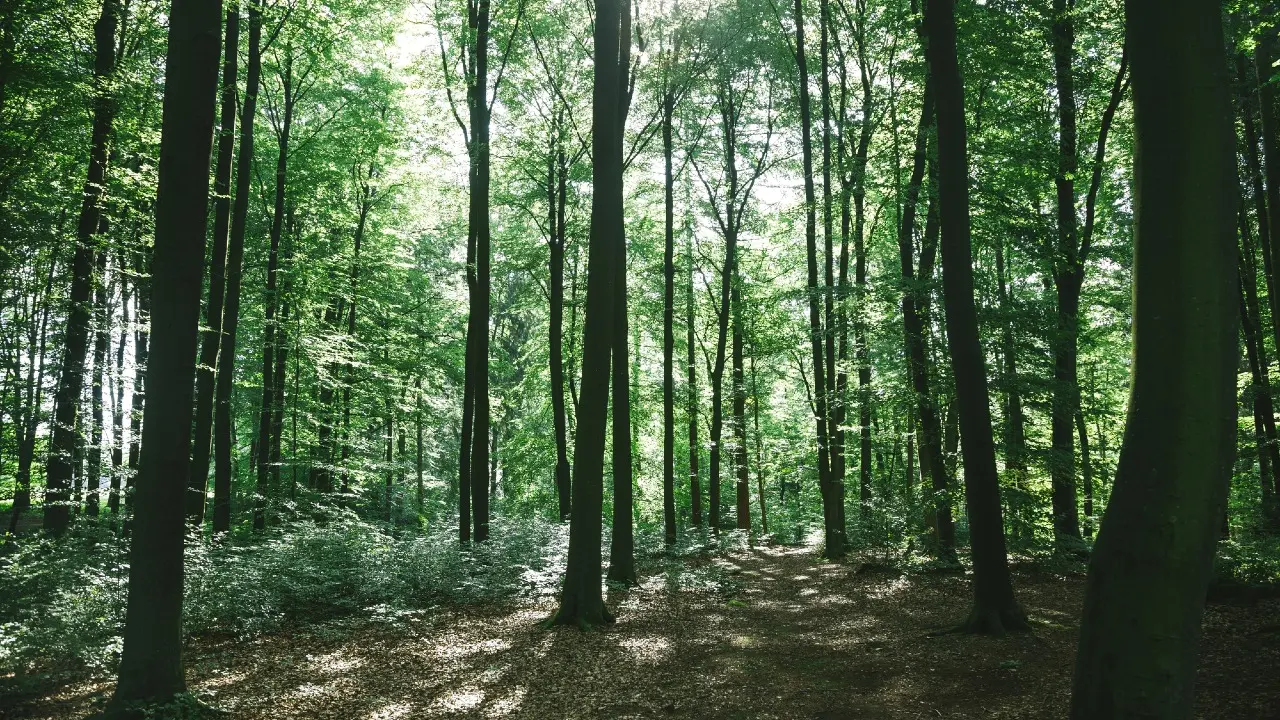 Схему незаконной вырубки леса раскрыли в Костанайской области, 20 человек задержали