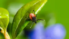 24 человека заразились энцефалитом после укусов клещей в Казахстане
