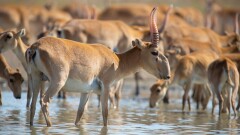 Многомиллионный штраф и реальный срок получили жители Кызылординской области за отстрел сайгаков