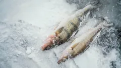 Около 70 кг мёртвой рыбы обнаружили на реке Акоткел в Актюбинской области