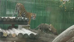 Стоимость входных билетов в зоопарк Алматы повысили