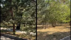 Почему на территории Атакента засыхают деревья, объяснили в акимате