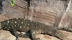 Алматинский зоопарк пополнился гигантскими ящерицами из Новой Гвинеи