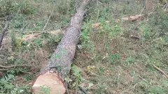 Более 500 деревьев незаконно срубили в лесном хозяйстве Акмолинской области