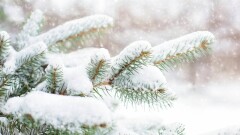 В Казахстане усилят охрану хвойных деревьев накануне Нового года