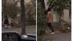 Выгуливал лису на поводке. Из-за видео, снятого на улицах Алматы, проведут проверку