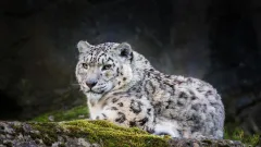 Краснокнижный снежный барс попал в фотоловушку в Иле-Алатауском нацпарке