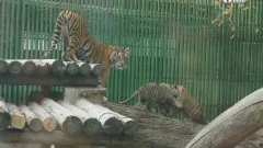 Тамандуа, туканы и бинтуронги: какие редкие животные появятся в зоопарке Алматы и какие уже появились. Фоторепортаж Informburo.kz