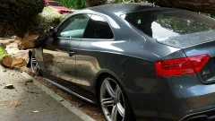 550 тысяч тенге взыскал с акимата житель Тараза за упавшее на авто дерево