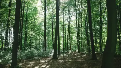 Схему незаконной вырубки леса раскрыли в Костанайской области, 20 человек задержали