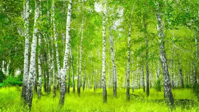 "Бережно относимся". На территории рощи Баума не будут укладывать бордюры