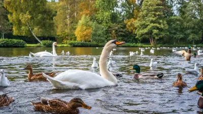 Когда в Ботаническом саду Алматы появится ограждение для лебедей