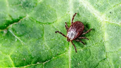 Сколько казахстанцев пострадали от укусов клещей с начала года