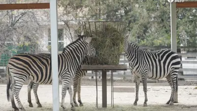 Зоопарк Алматы разделят на зоны по континентам: сколько продлится масштабная реконструкция